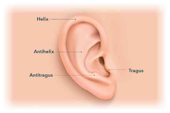 external anatomy of the ear