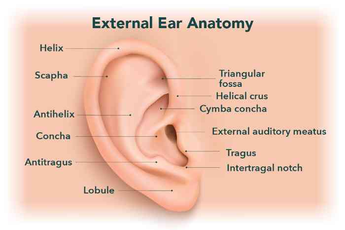 External ear anatomy