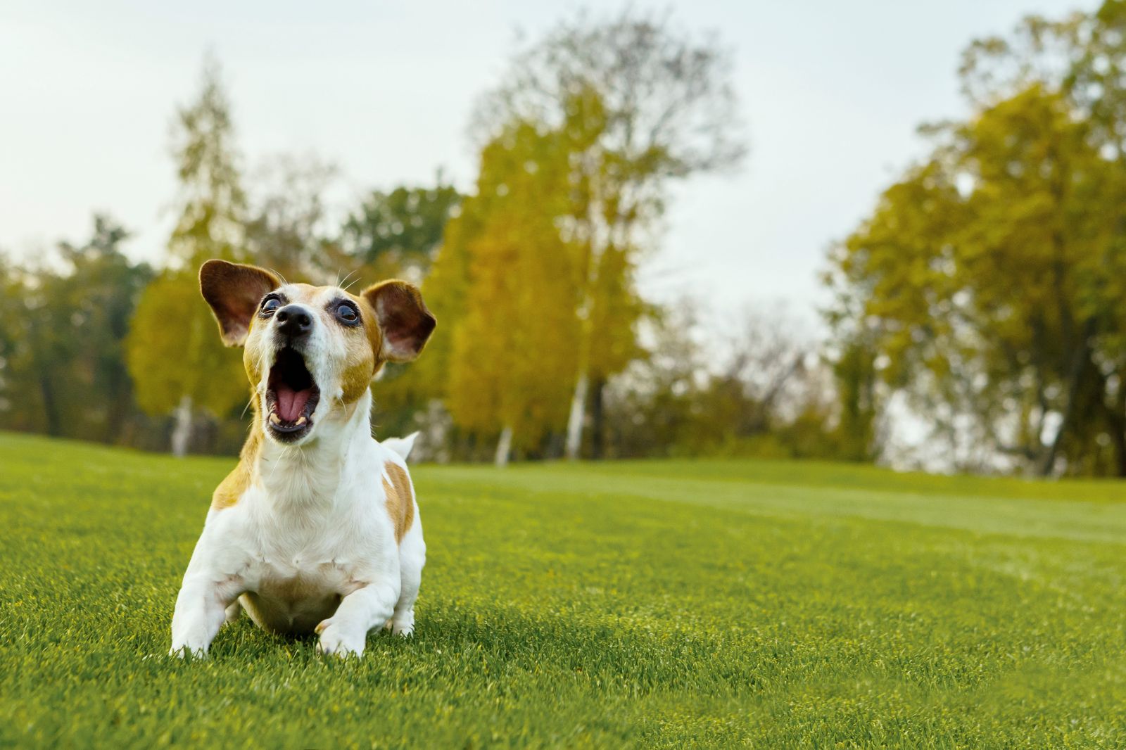 Everyday Sounds And Hearing Loss Miracle Ear Blog