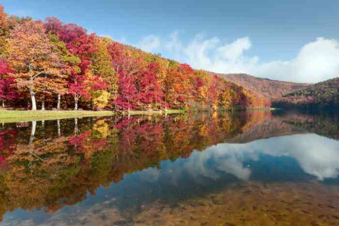 trees in the fall