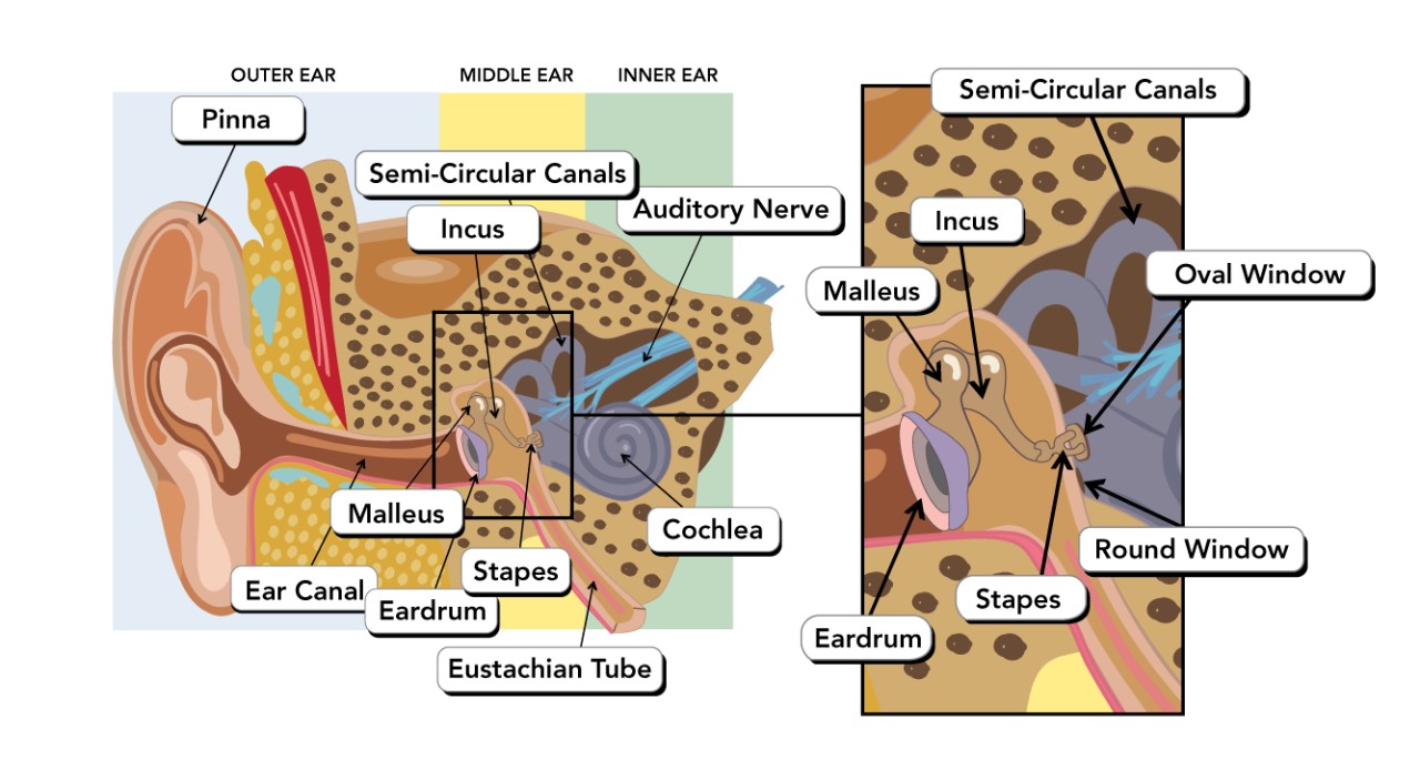 Malleus, incus and stapes are collectively known as the ear ossicles.