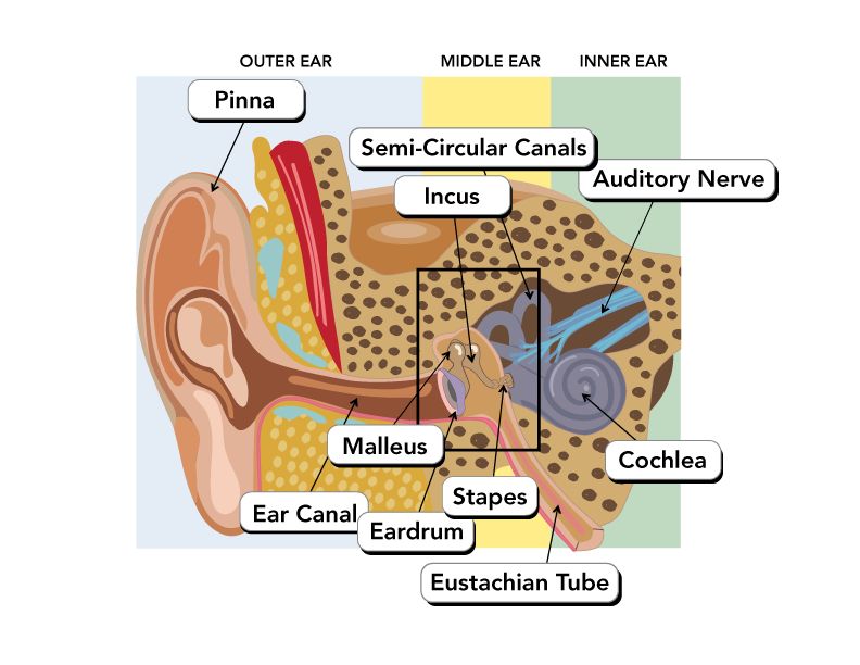 Anatomy of the Ear from Our Experts MiracleEar