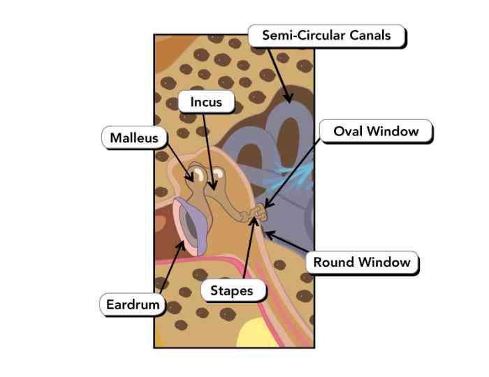anatomy of the middle ear diagram